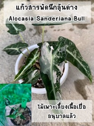 ต้นแก้วสารพัดนึกลุ้นด่าง (Alocasia Sanderiana Bull)  ไม้เนื้อเยื่ออนุบาลแล้ว