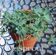 New Green Orostachys Boehmeri Flower Pots Planters Succulent Plants 100+ Seeds: Only seeds