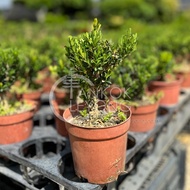 TKL - Outdoor Buxus Sempervirens Bonsai Plant 室外黄杨