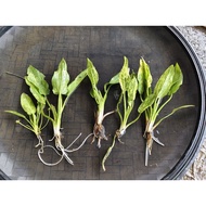 echinodorus marble queen aquatic plants 3 roots low tech