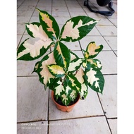 pokok puding croton jamaican