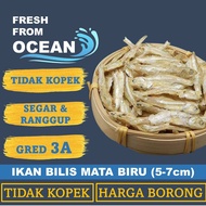 【WHOLESALE】1KG IKAN BILIS MATA BIRU TIDAK KOPEK RANGGUP GRED 3A DRIED ANCHOVIES