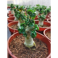 adenium ID: KHZ DHA（实身）6”inch pot 6寸盆 |KHZ羊角沙玫|