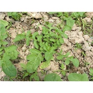 flower seeds/Arugula Rocket Salad Vegetable Seeds (1000Seed)-Basic Farmhouse GOSB
