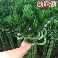 With Roots Fortune Bamboo Transfer Bamboo Plants Water Cultivation Potted Plants Living Room Curved 