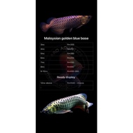 mgbb arowana baby 3-4inc