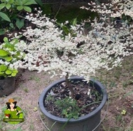 Variegated African Talisay (Small) with FREE white plastic pot and garden soil - Outdoor Plant/ Plan