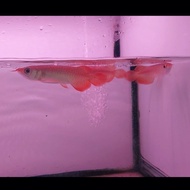 Terlaris ikan arwana/arowana super red baby 10cm