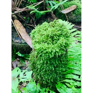 Wepping moss decorates semi-terrarium terrarium setup