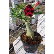 Adenium Thailand Plant ( Random Colour)