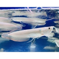 hiasan aquarium arwana silver red / silver Brazil ukuran 19-20cm full