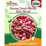 benih kacang tanah jumbo super hibrida/kulit merah (isi wpzivk 9948ih
