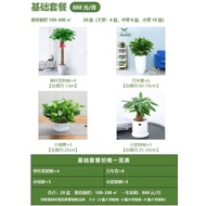 Green Rhyme Hanada【Two Hours】Green Plant Rental Package-Office Greening Bonsai Greenery Flower Rental Office Bonsai