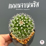 แมมเนจาเพนซิส Mammillaria nejapensis แคคตัส กระบองเพชร cactus&amp;succulent