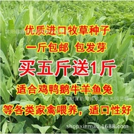 【Easy Plant】Wholesale High Quality Grass Seeds Bitter Hemp Seeds Bitter Wheat Cultivated Liangcao Indian Lettuce Seeds H