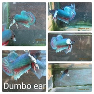 Dumbo ear hmpk