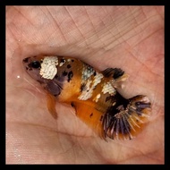 Cupang Yellow Koi Cooper Gold Copper Female Betina High Quality