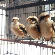 Burung Pentet Cendet Jatim Anakan/Lolohan