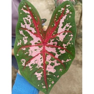 Pokok Keladi Viral / Caladium Carolyn Whorton / Pokok Keladi Rare / Pokok Hidup