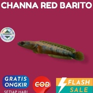 TERBAIK DISINI Channa Cana chana red Barito original hiasan aquarium