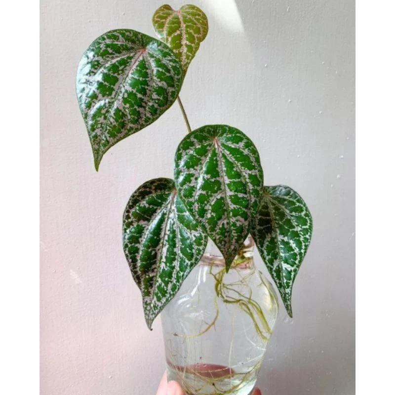 Tanaman Rambat Sirih Merah / Tanaman Herbal Sirih Merah / Pohon Rambat Sirih Merah