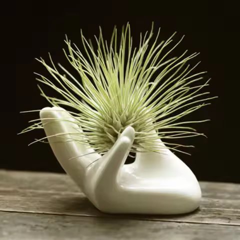 1PC White Porcelain Ceramic Air Plant Tillandsia Holder Flower Office Desk Decor Chic Home Decoratio