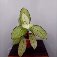 AGLAONEMA VARIETIES (POTTED)