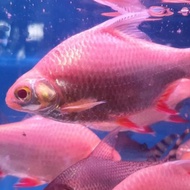 ikan kaviat kapiat albino jumbo besar 18cm tankmate predator