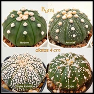 Astrophytum Asterias V Type, Super Kabuto, Nudum - Bumi Gurun Cactus