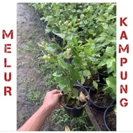 Pokok bunga melur kampung murah thai / melur kampung harum wangi