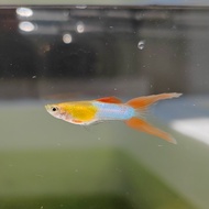 (Pair) Blonde Japan Blue Red Double Sword Guppy Endler | Guppy | Fish | Ikan Hiasan