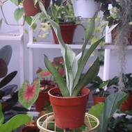 Pokok Sansevieria Trifasciata / Moonshine Silver / Snake Plant / Lidah Mak Mentua