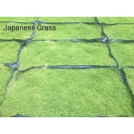 Rumput Jepun/ Japanese Grass