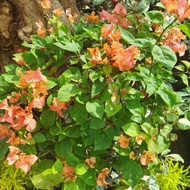 READY Tanaman Bougenville rimbun/ Bougenville bunga tumpuk pink