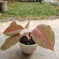 Aglaonema