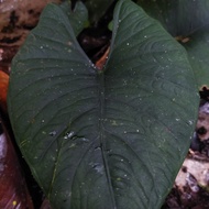 Alocasia nebula bonggolan 1kg