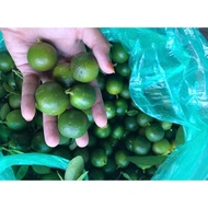 Limau Kasturi 1KG - RM10