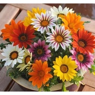 高品质勋章花勋章菊种子Gazania Rigens// Treasure Flower Seeds