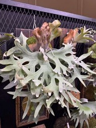 P. Willinckii Masay TC