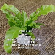 山蘇(鳥巢蕨)盆栽/室內植物盆栽/天然空氣淨化器