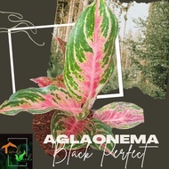 Aglaonema Black Perfect Live Plants