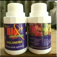 Super Aglonema/Vitamin Aglonema/Super Aglonema,