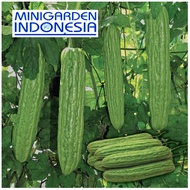 3 Benih Pare Dulco F1 bibit tanaman sayur sayuran / buah