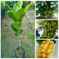 Cempedak Nangka Hybrid (3-4kaki)Pokok