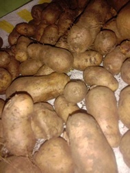 Mbili Wonogiri 500 gr