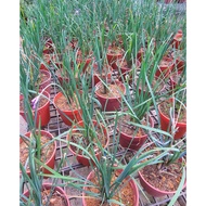 Society Garlic Tulbaghia Violacea Indoor House Home Potted Plant Gardening Landscaping