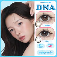 คอนแทคเลนส์ DNA Brown / Gray (Lovelylens) ขนาดบิ๊กอาย 🌷