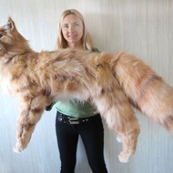 Maine Coon realistic plush toy. Cat portrait. Ooak doll. Art doll animalal
