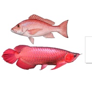 MERAH 90 cm Red Snapper & Red Arowana Doll – Sublime Printing, Super Soft & Premium Plush