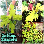 Philodendron Golden Xanadu